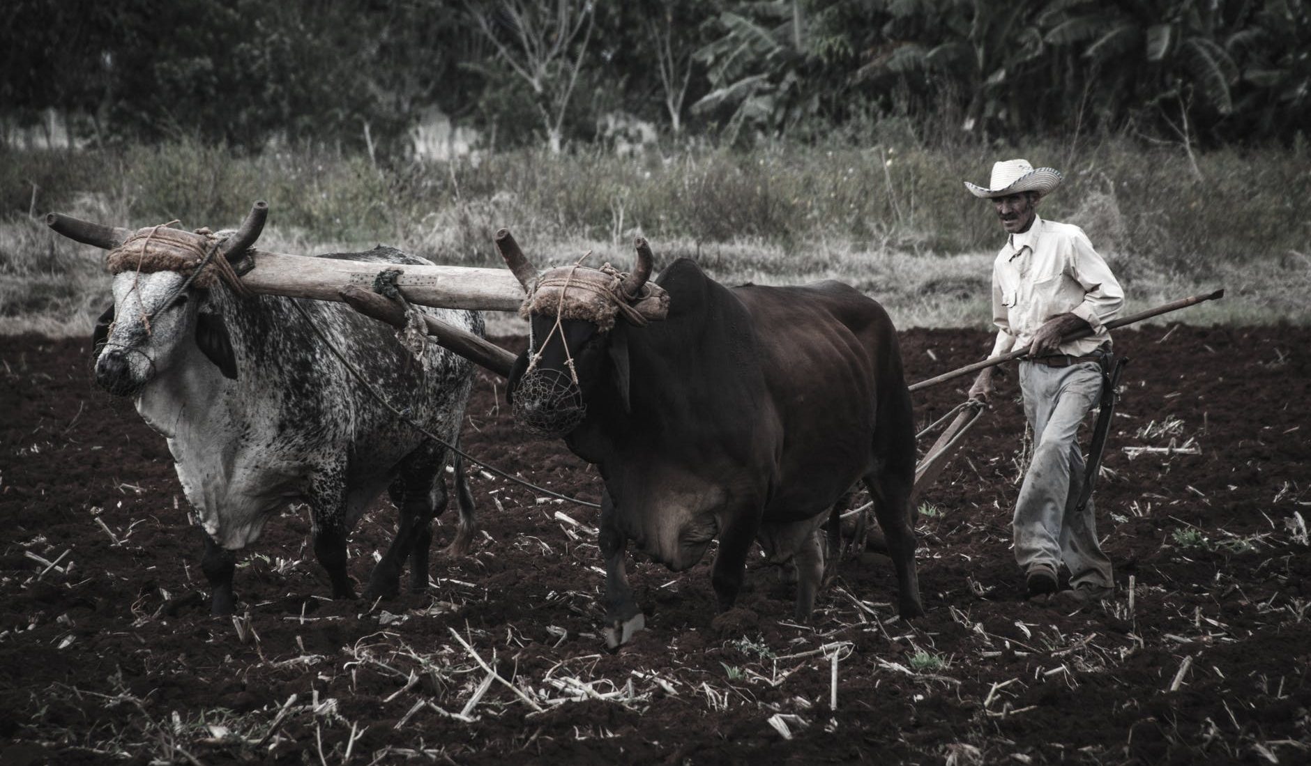 ethnic farmer with bulls plowing land in countryside