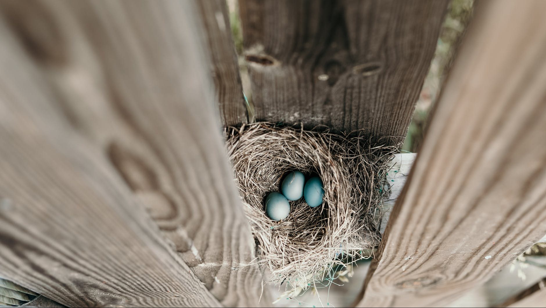 three blue eggs in nest