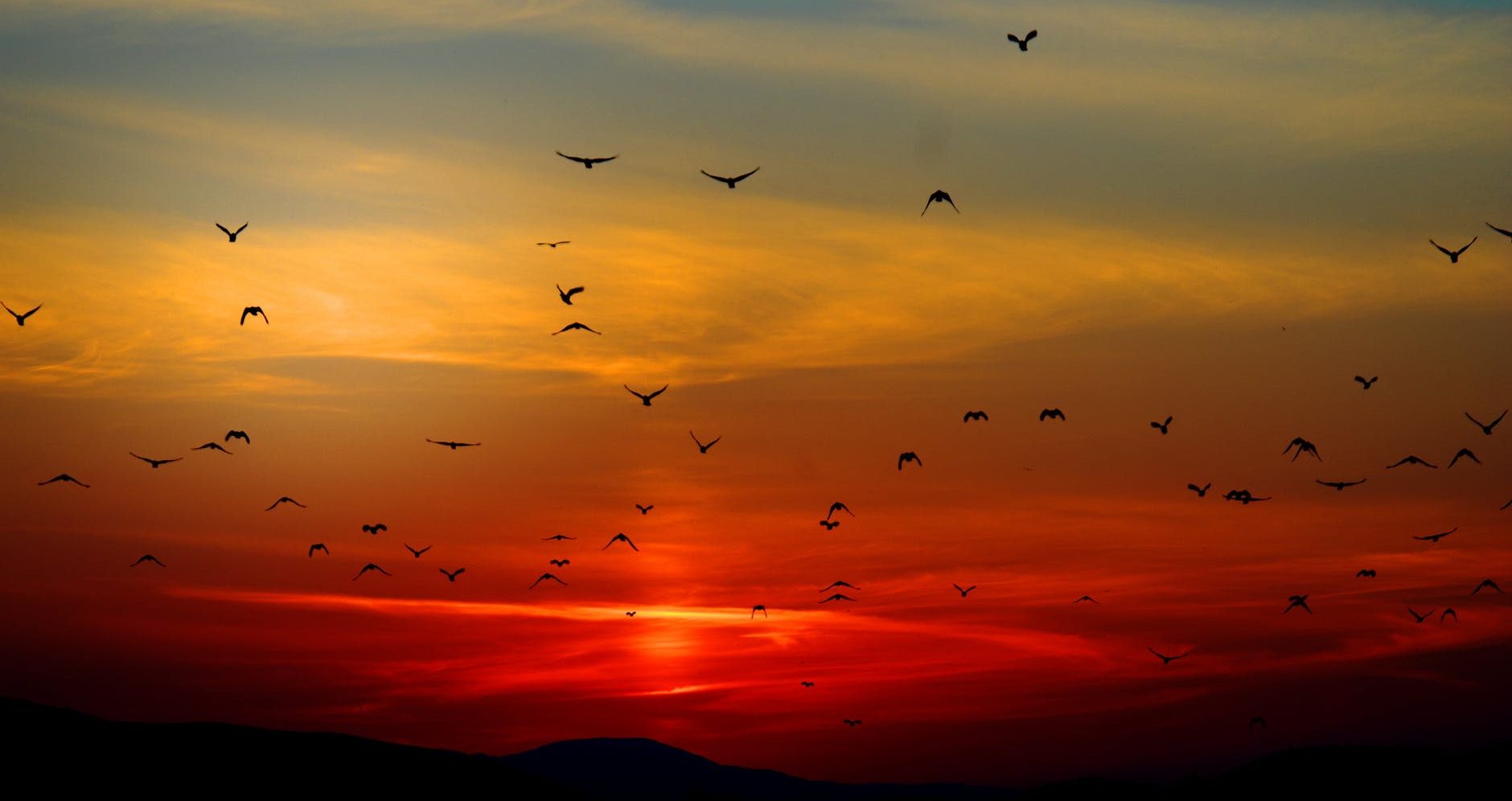 flock of birds flying above the mountain during sunset