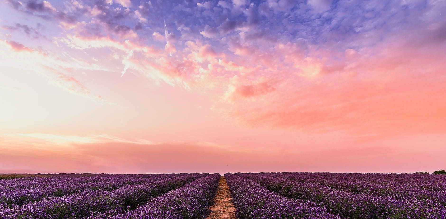 photo lavender flower field under pink sky