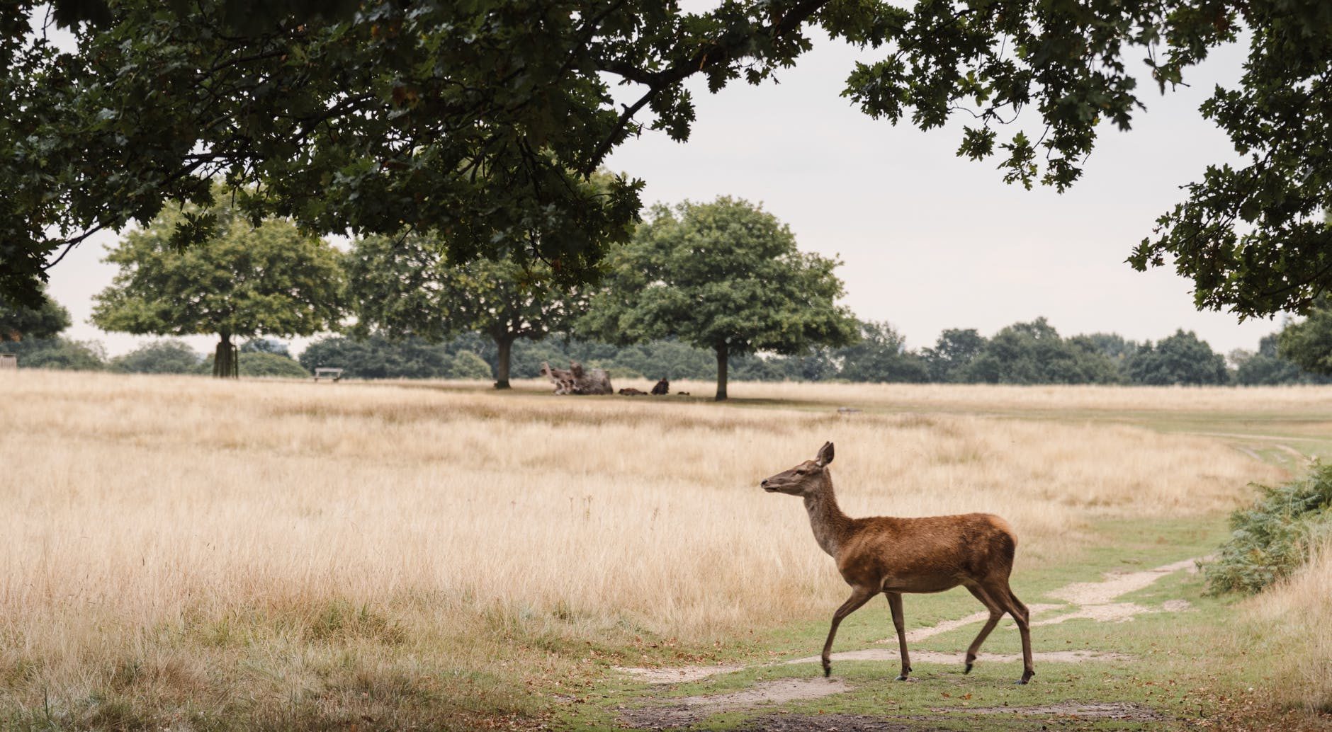 deer walking on grassy meadow