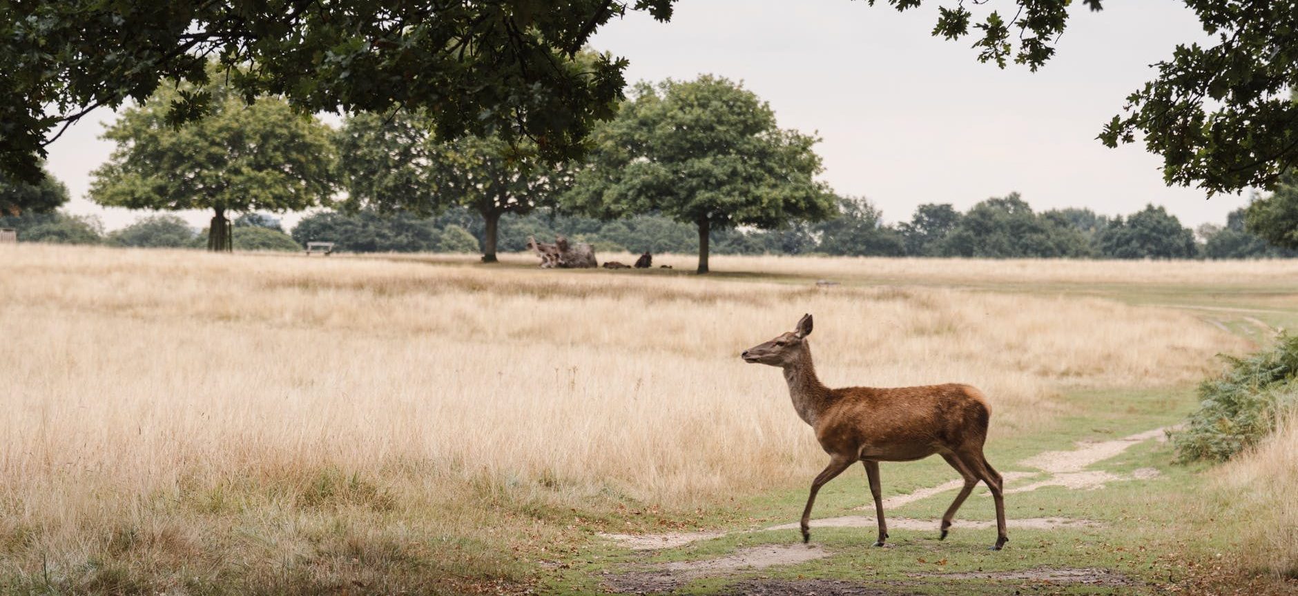 deer walking on grassy meadow