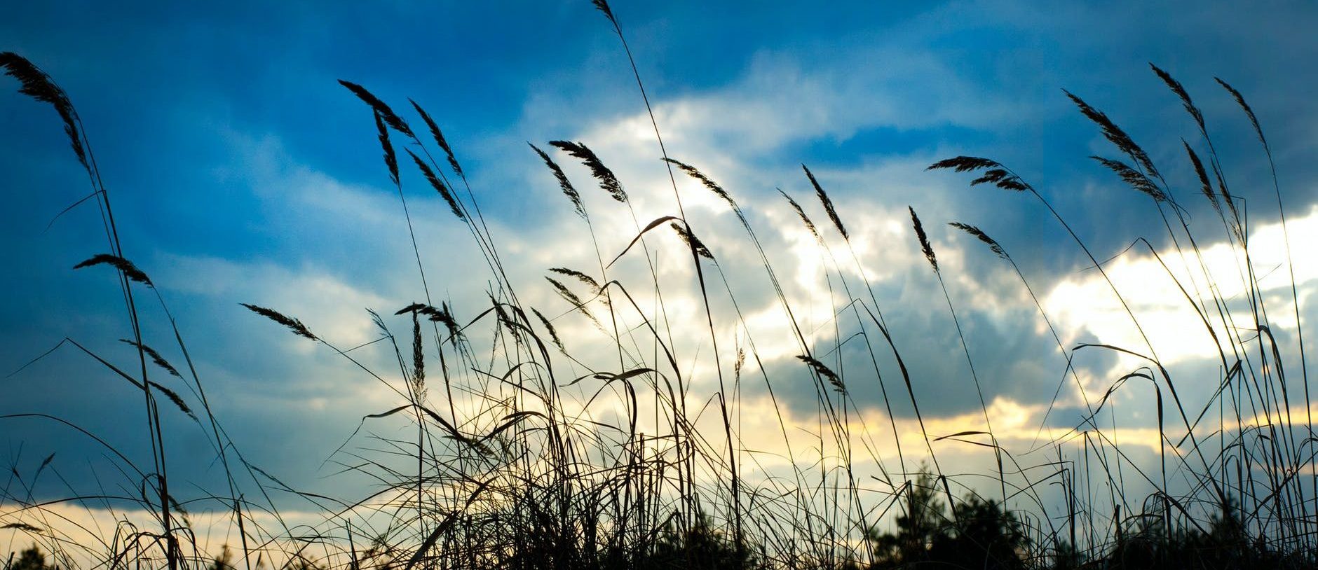 tall grass under cloudy day sky