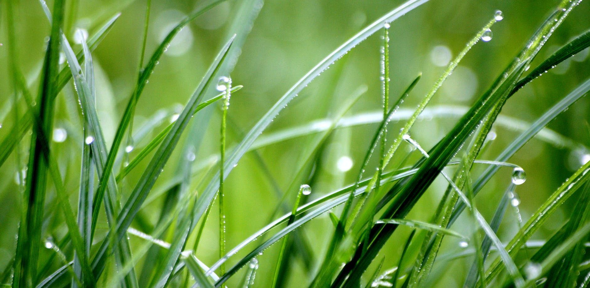 macro photography of droplets on grass