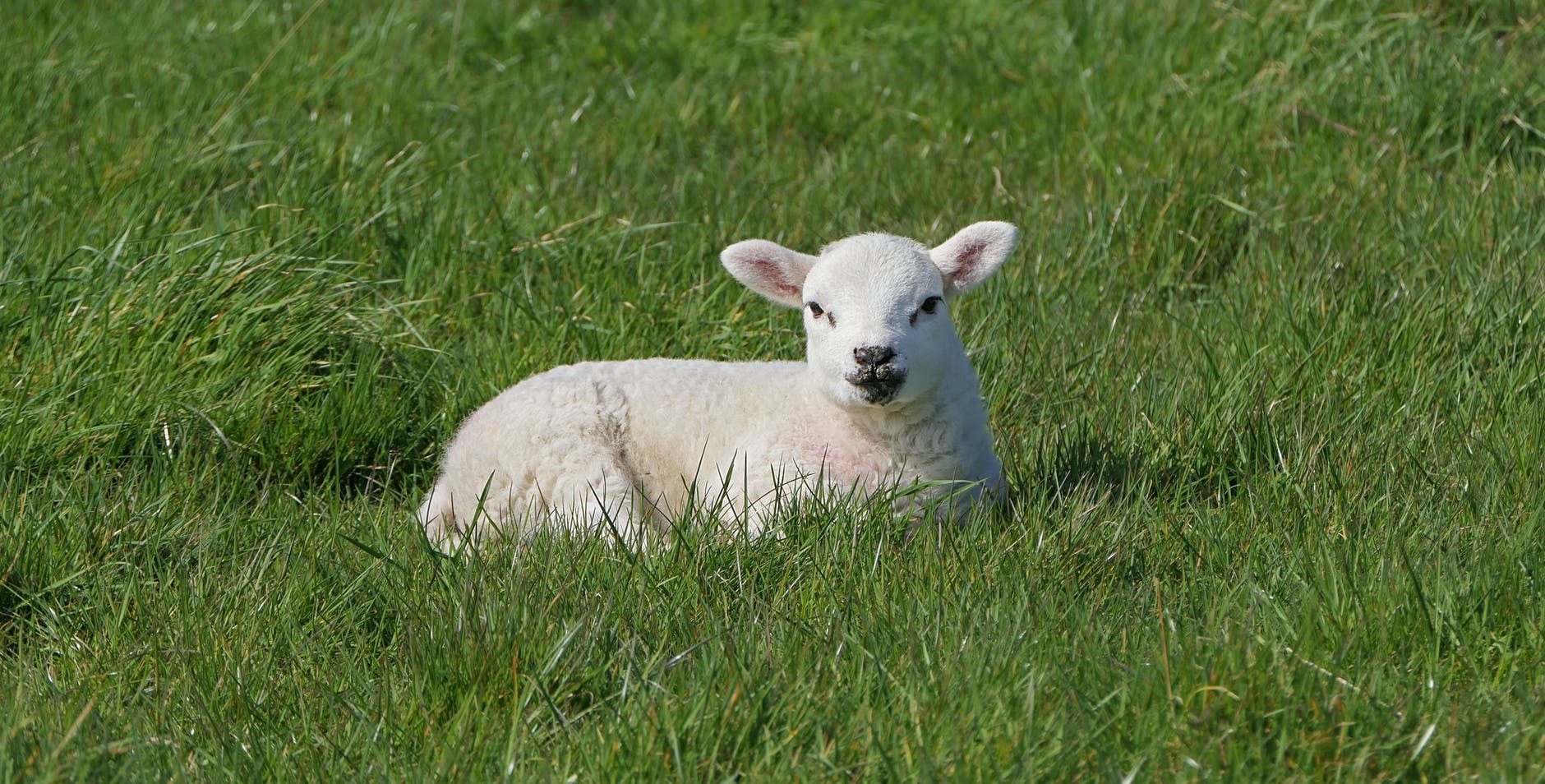 a cute white lamb resting on green grass