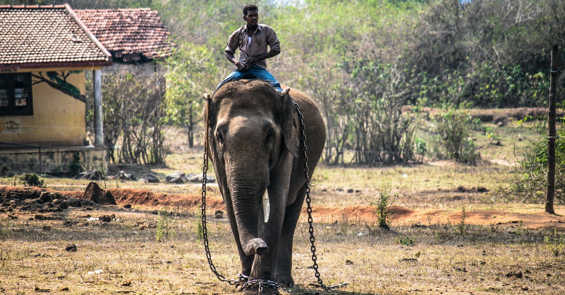 man riding elephant
