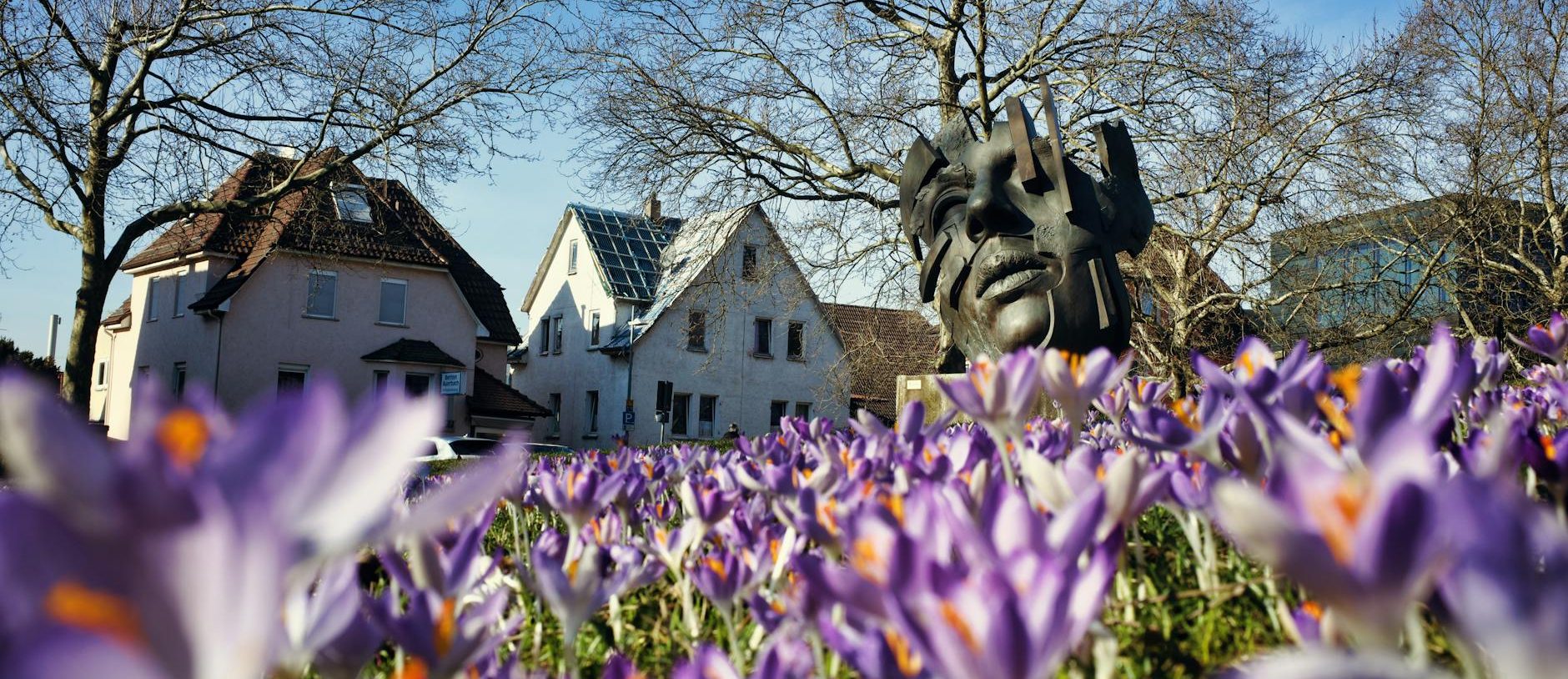 view of purple crocuses and a modern sculpture of a face in a park